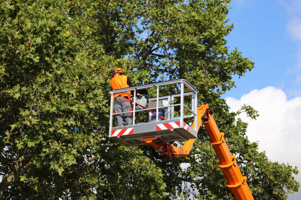 Reliable Milford, UT Tree Service Solutions